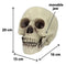 Skull Realistic Prop Decoration - 20cm