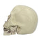 Skull Realistic Prop Decoration - 20cm