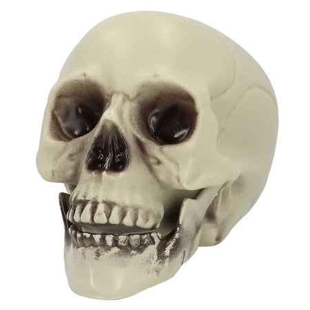 Skull Realistic Prop Decoration - 20cm
