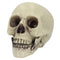 Skull Realistic Prop Decoration - 20cm