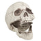 Skull Lifesize Prop - 21cm