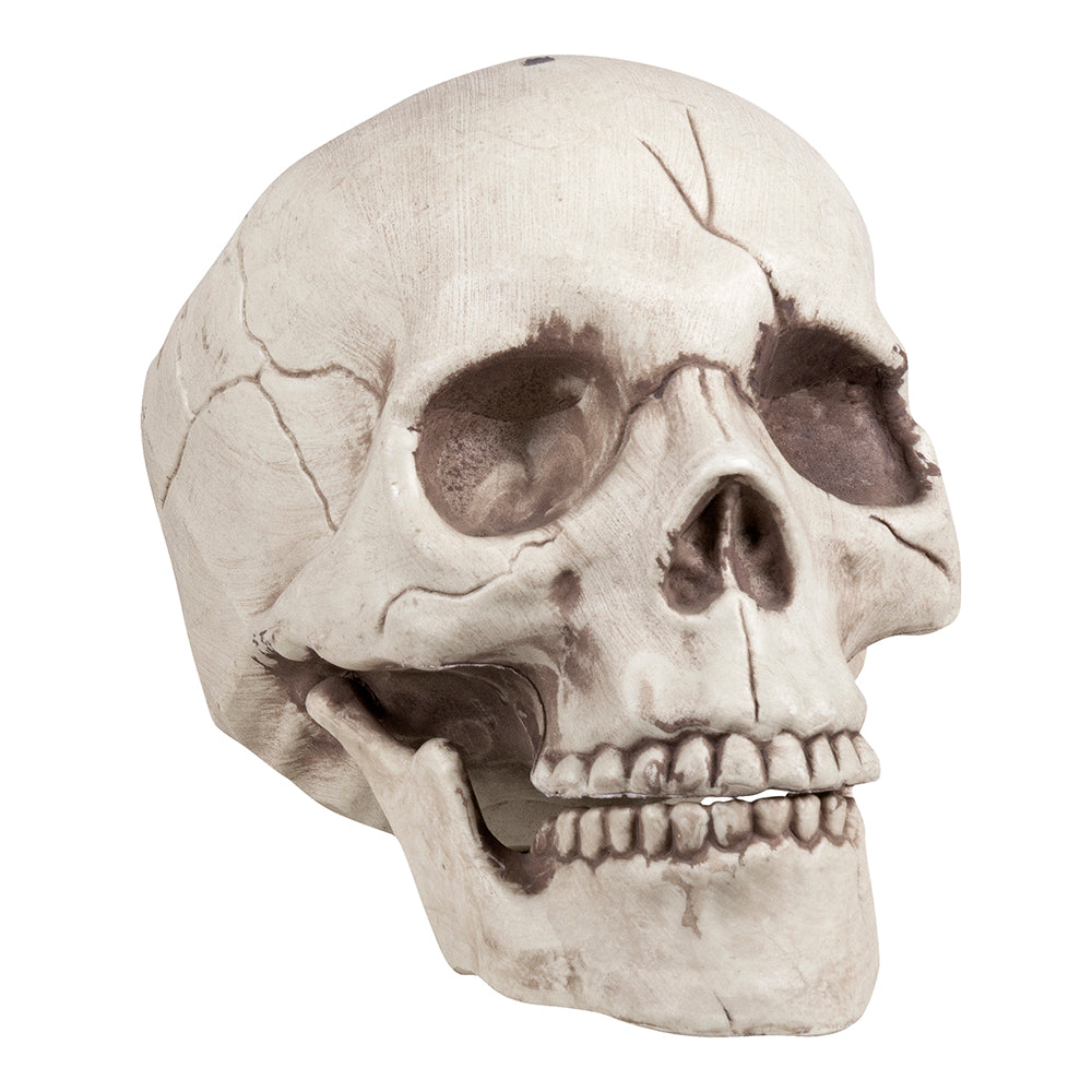 Lifesize Human Skull Prop - 20cm