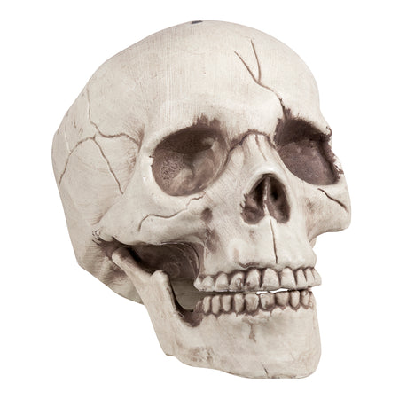 Lifesize Human Skull Prop - 20cm
