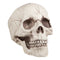 Lifesize Human Skull Prop - 20cm