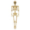 Giant Gold Skeleton Prop Decoration – 160cm