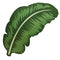 Tropical Leaf Grazing Board - 48cm