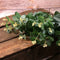 Eucalyptus Foliage Sprigs Bunch - 52cm