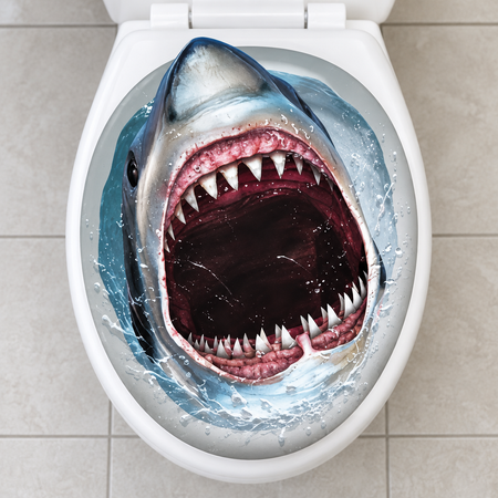Shark sticker applied to a toilet seat, viewed from above