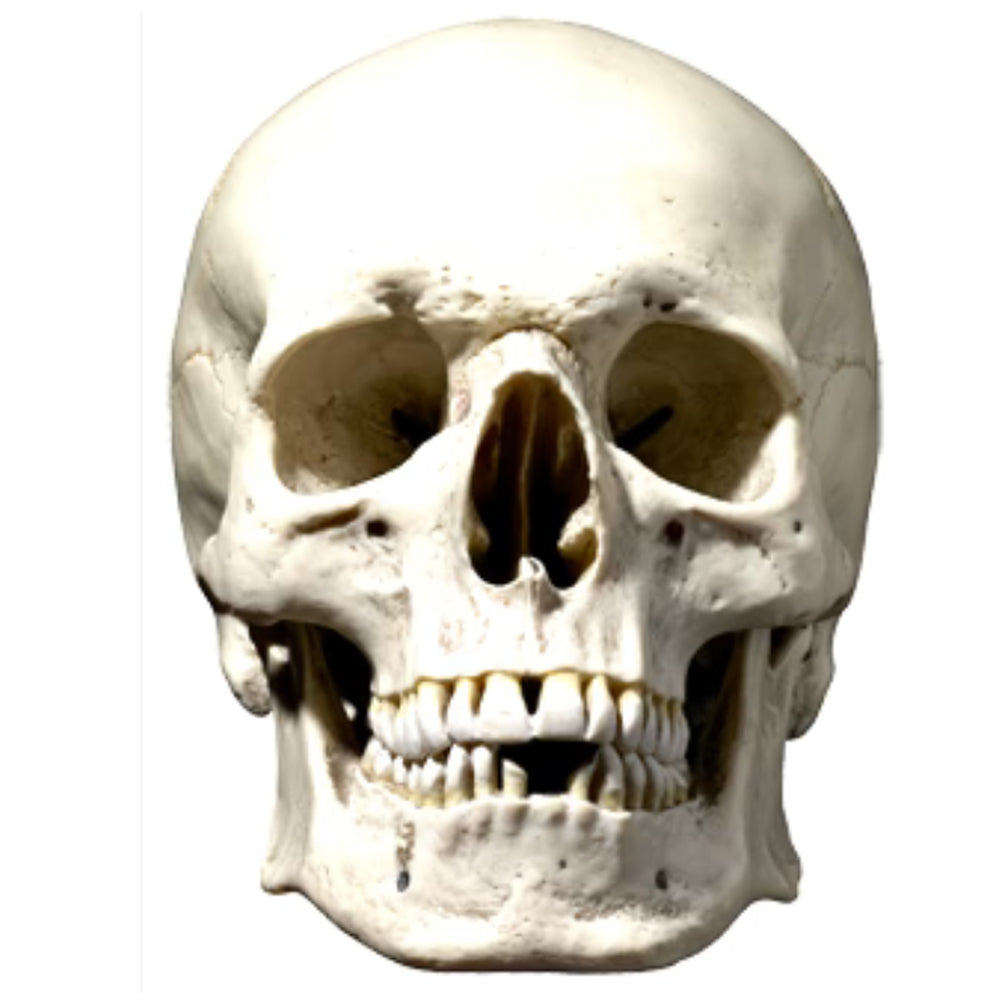 Skull Card Mask