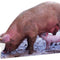 Pig and Piglet Cardboard Cutout - 84cm