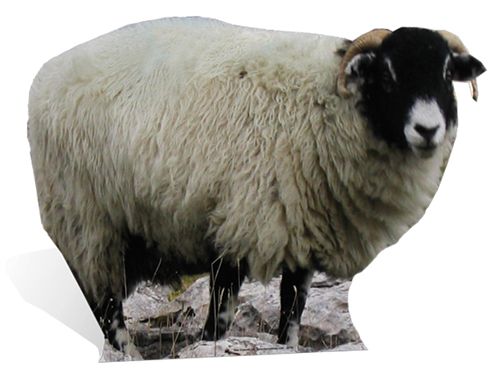 Sheep Cardboard Cutout - 84cm