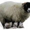 Sheep Cardboard Cutout - 84cm