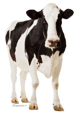 Cow Cardboard Cutout - 1.6m