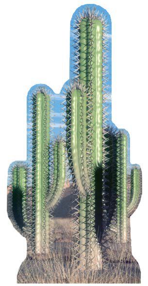 Cactus Group Cardboard Cutout - 1.52m