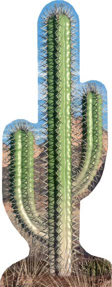 Cactus Cardboard Cutout - 1.83m