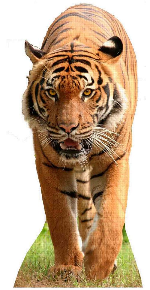 Tiger Cardboard Cutout - 1.3m