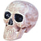 Lifesize Human Skull Prop - 20cm