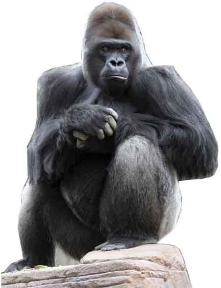 Gorilla Cardboard Cutout - 1.26cm