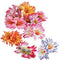 Flower Hair Clips - Assorted Colours