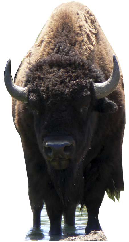 American Bison (Buffalo) Cardboard Cutout - 1.8m