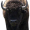 American Bison (Buffalo) Cardboard Cutout - 1.8m