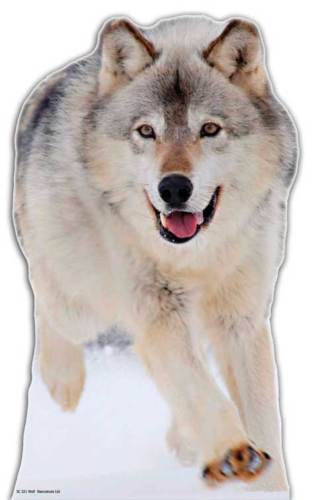 Wolf Cardboard Cutout - 90cm