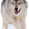Wolf Cardboard Cutout - 90cm