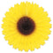 Tissue Sunflower Fan - 18